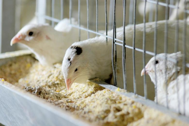 Казанские учёные выводят новый гибрид для промышленного птицеводства